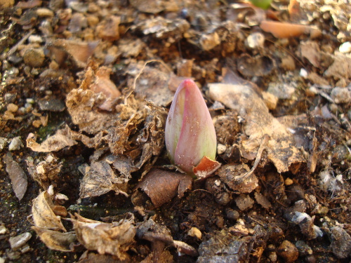 Growing Tulip Pink Species in 2015