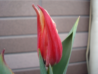 Growing Tulip Red and White Species in 2015