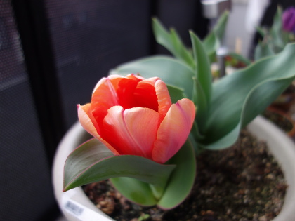 Growing Tulip Pink Species in 2015