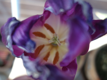 Growing of Tulip Violet Species in 2015