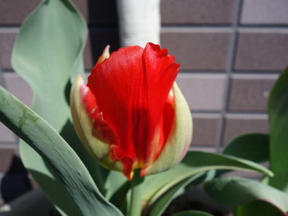 Growing Tulip White and Pink Species in 2015