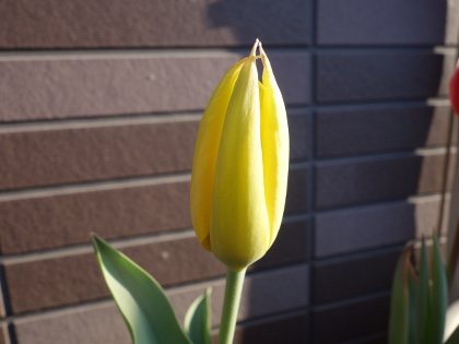 Growing Tulip Yellow Species in 2015