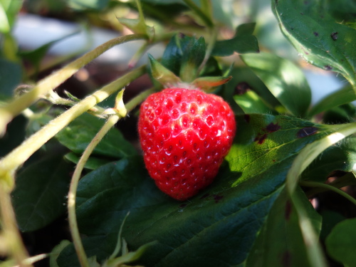 Strawberry Aiberry