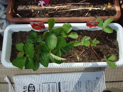 Strawberry Fukuo