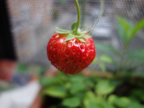 Strawberry Fukuo