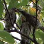 2羽のヒヨドリの巣立ち雛に餌を食べさせる親ヒヨドリ
