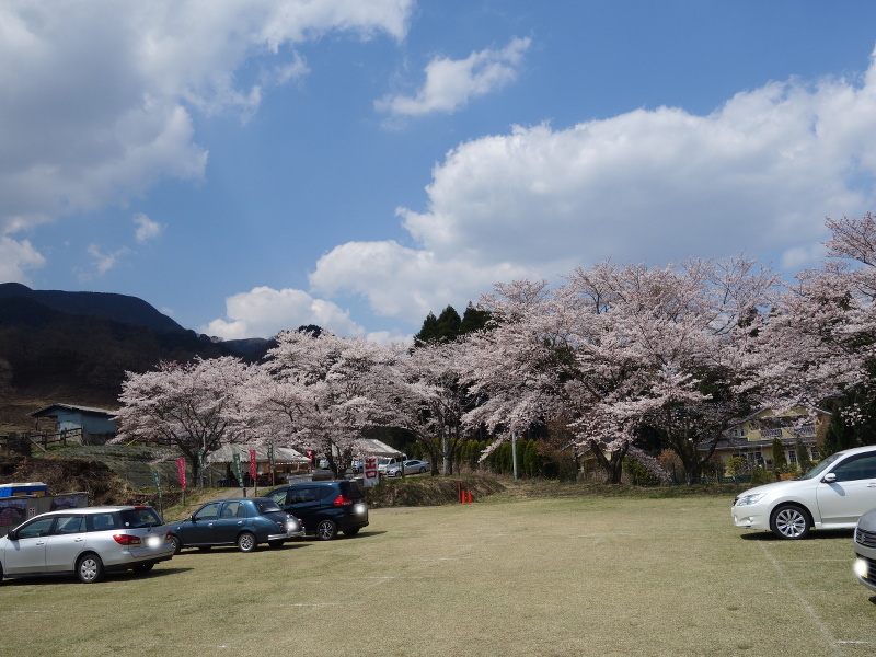観音桜の駐車場から見た観音桜の入り口方面
