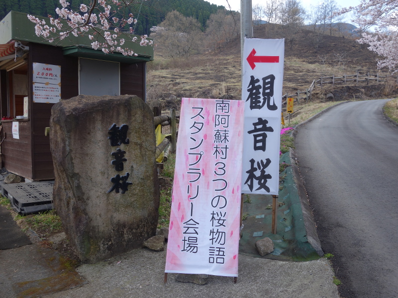 観音桜の入口