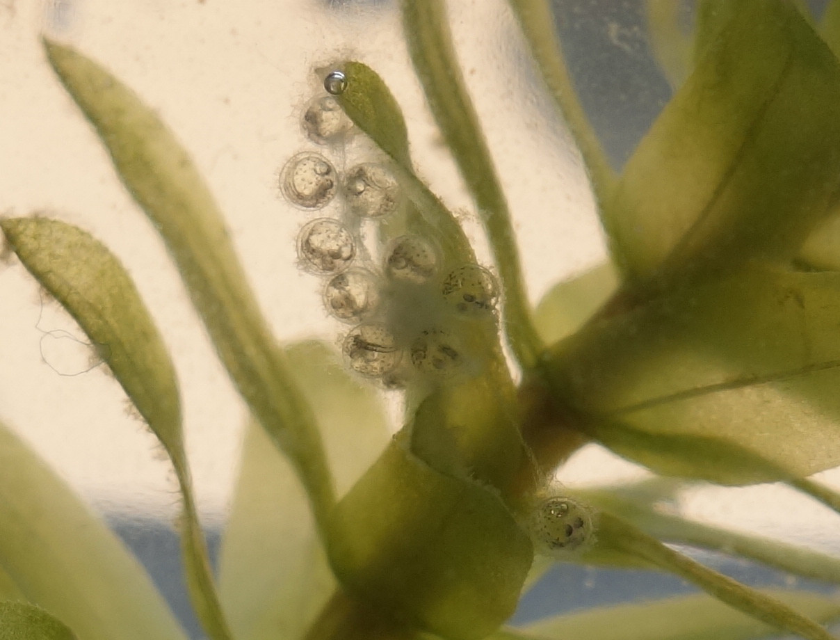 メダカの卵の孵化プロセスの観察 2回目 私の趣味
