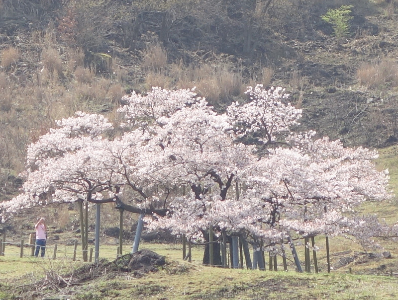 観音桜
