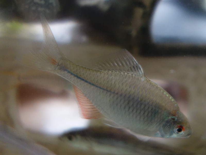 バラタナゴの幼魚