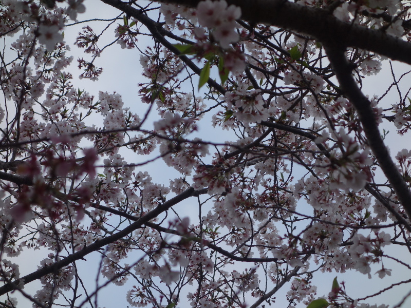 桜の花とヒヨドリ