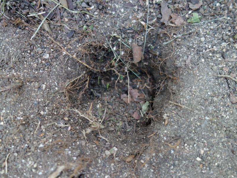 シマヘビが掘った穴