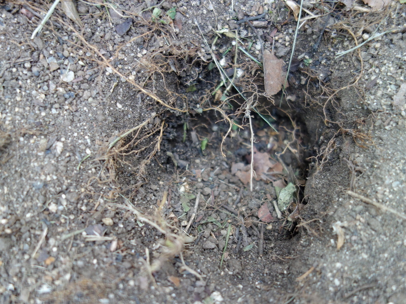 シマヘビが掘った穴
