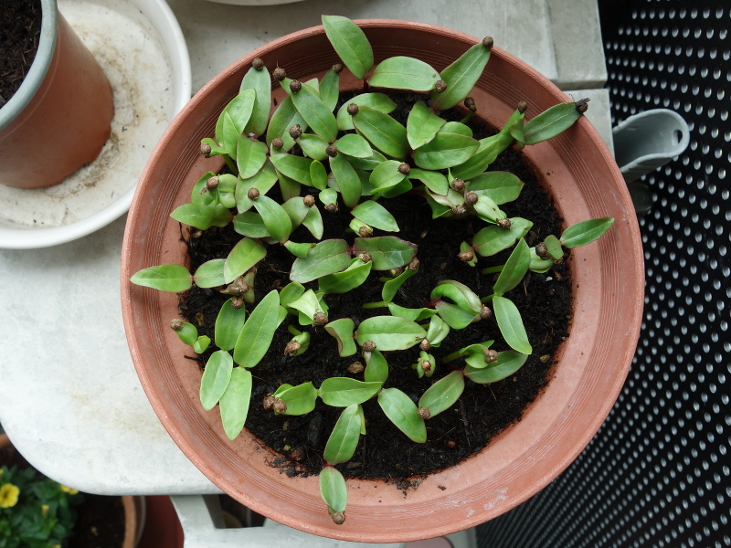 緑茎種と赤茎種の混ざった市販の種66個から発芽したツルムラサキの芽。発芽率は61/66×100＝92%