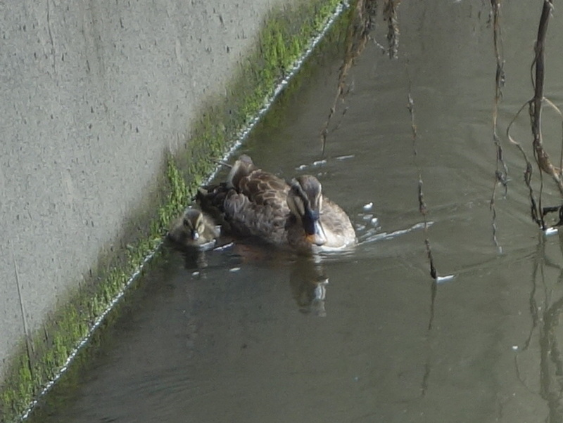 カルガモの親子