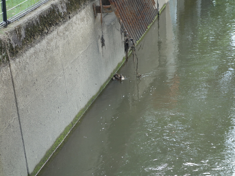 カルガモの親子