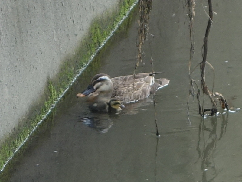 カルガモの親子