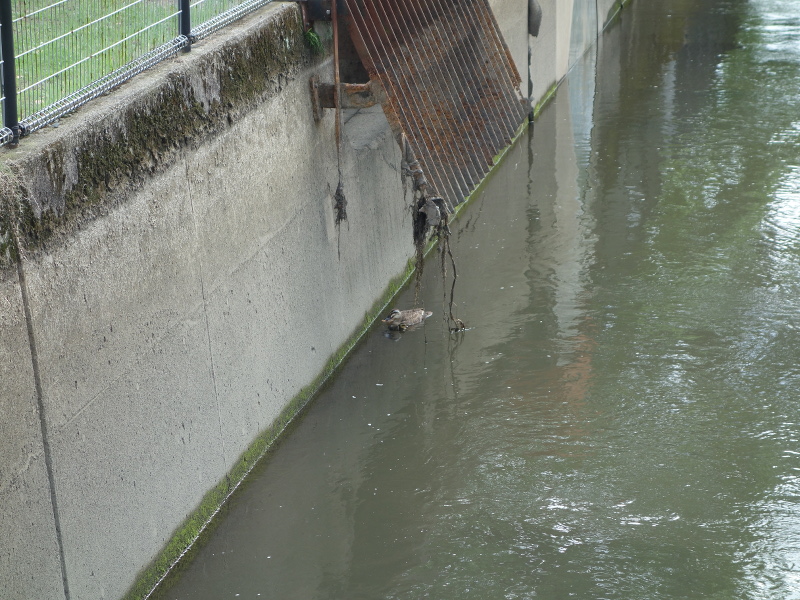 カルガモの親子
