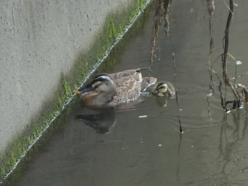 カルガモの親子