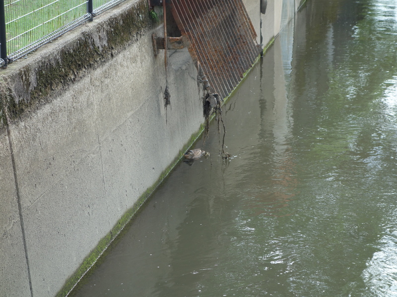 カルガモの親子