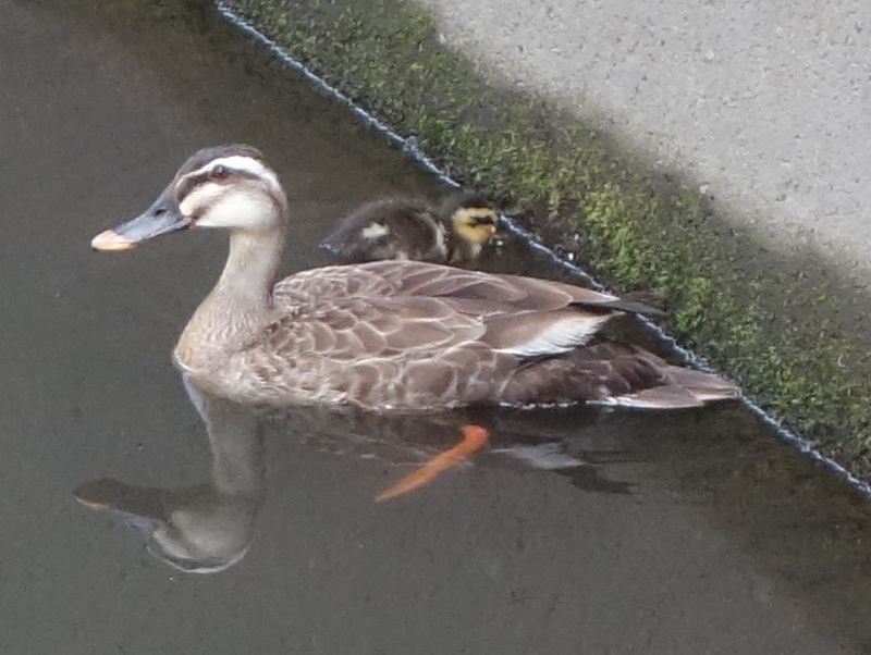 カルガモの親子