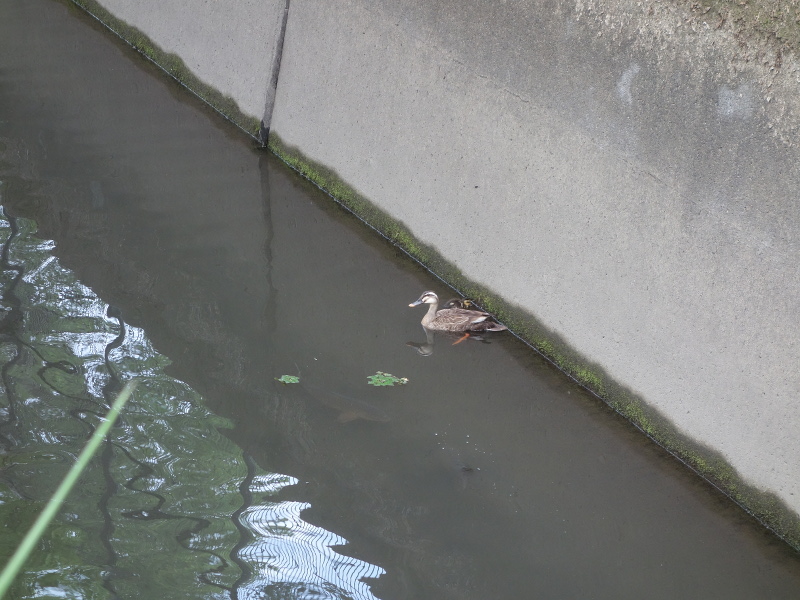 カルガモの親子