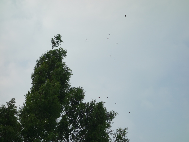 メタセコイアの木の上で舞っていたチョウトンボ