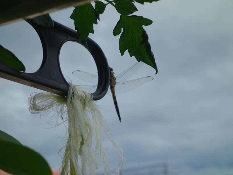 オオシオカラトンボ