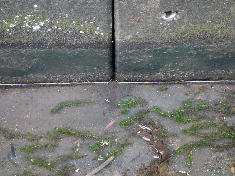 赤ちゃんスッポン