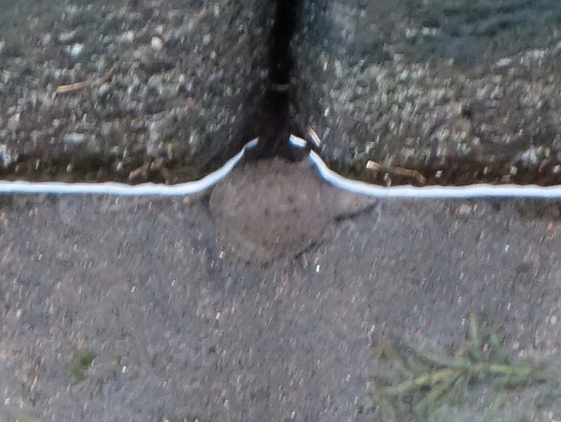 赤ちゃんスッポン