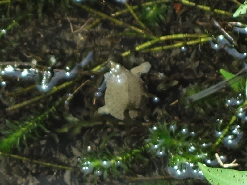 赤ちゃんスッポン