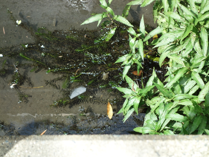 赤ちゃんスッポン