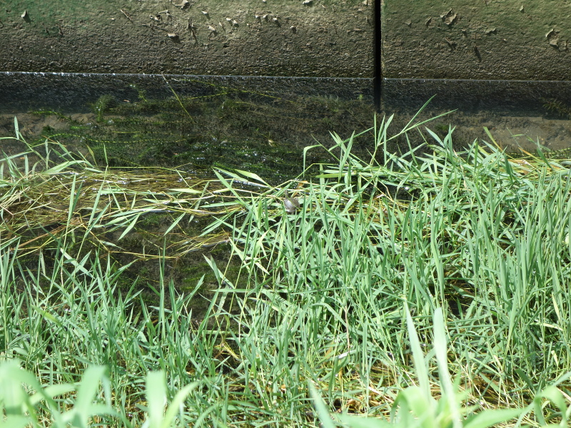 野生の赤ちゃんスッポン