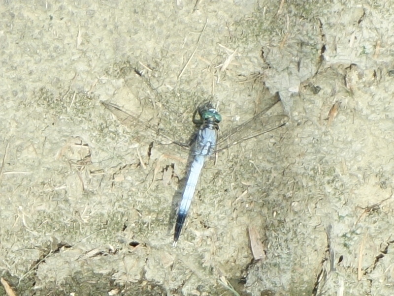 シオカラトンボ