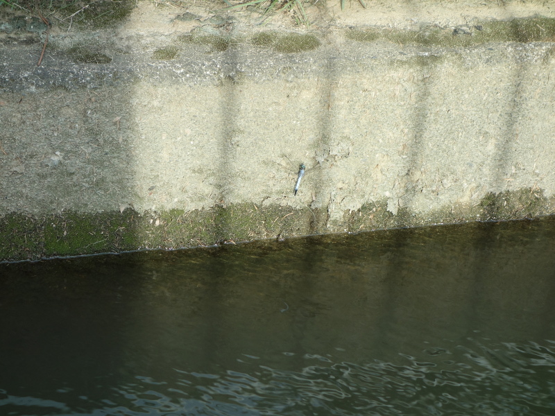 シオカラトンボ