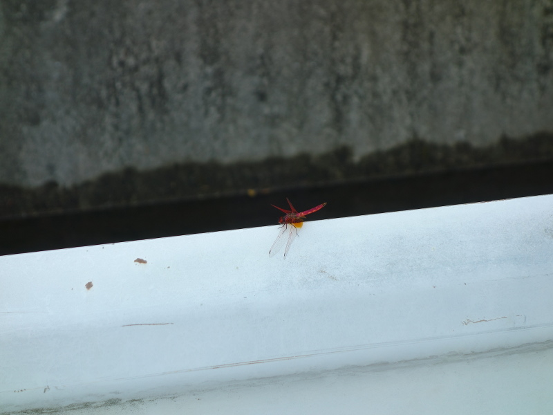 ショウジョウトンボ