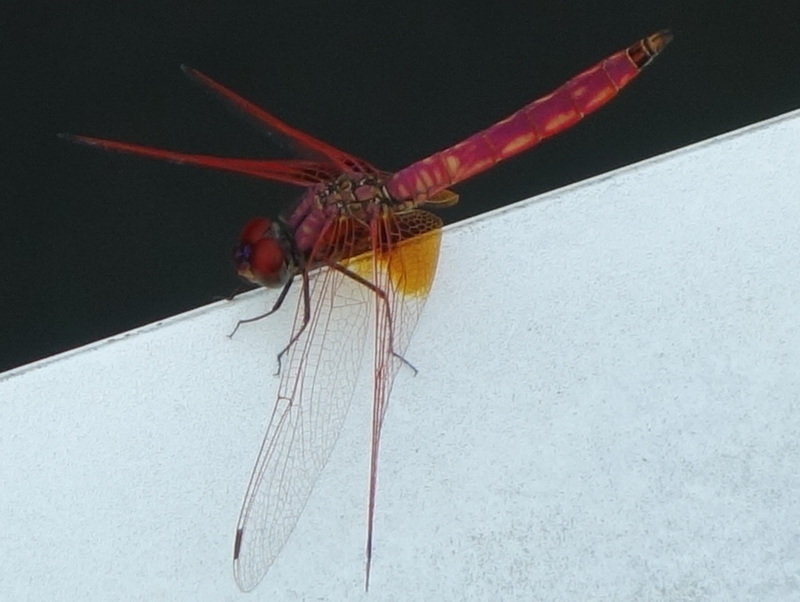 ショウジョウトンボ