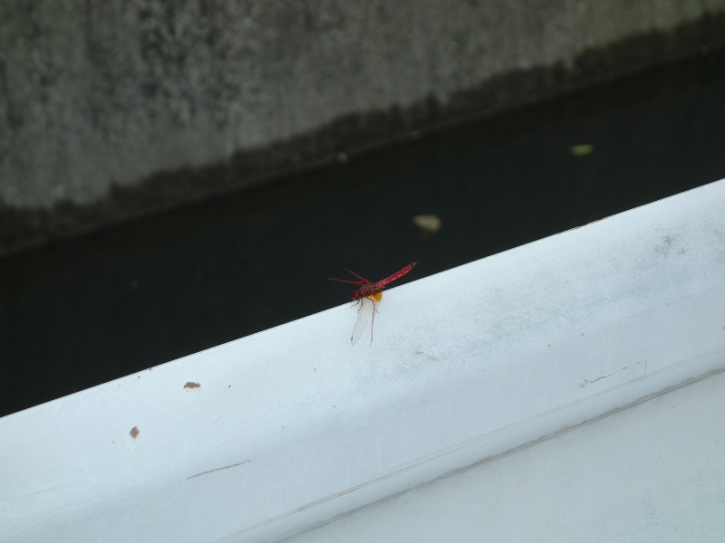 ショウジョウトンボ