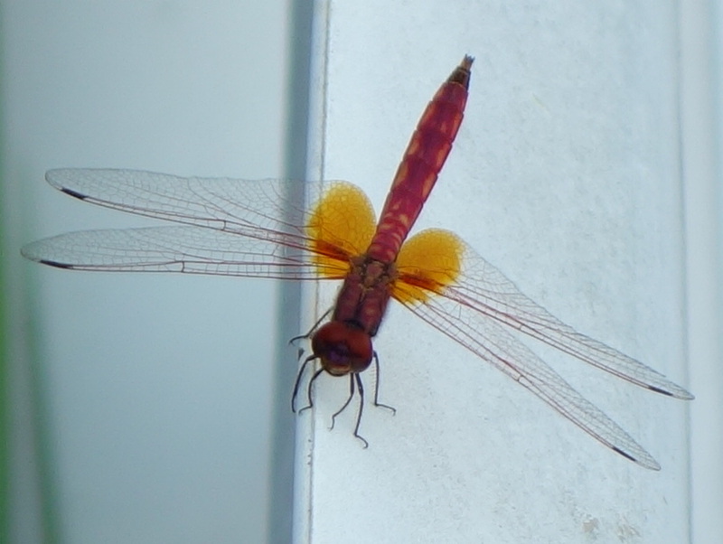 ショウジョウトンボ