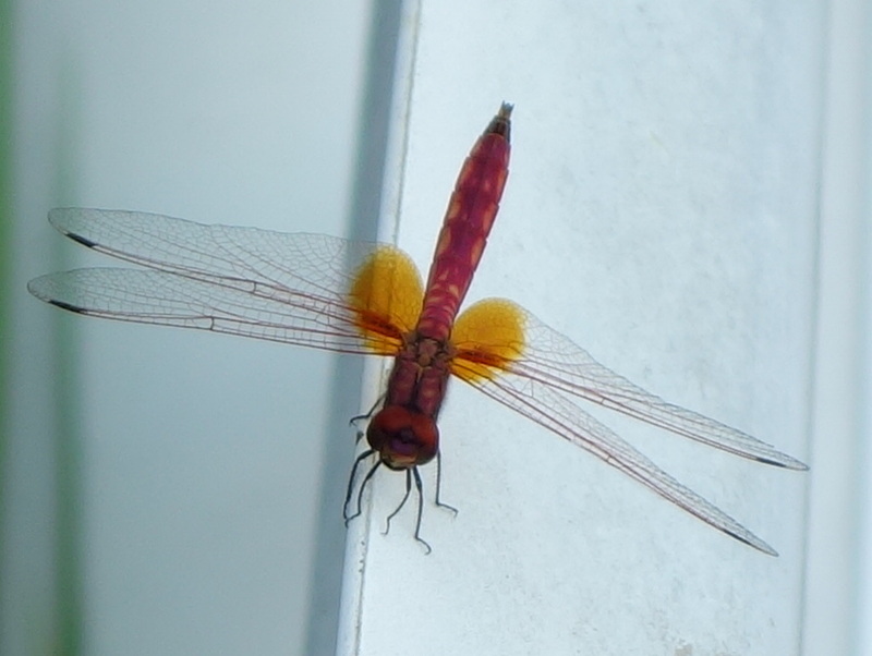 ショウジョウトンボ