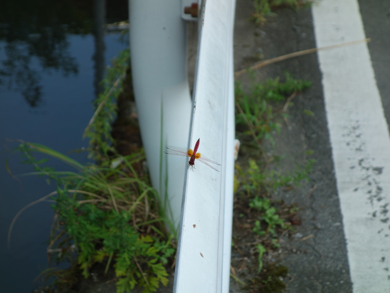 ショウジョウトンボ