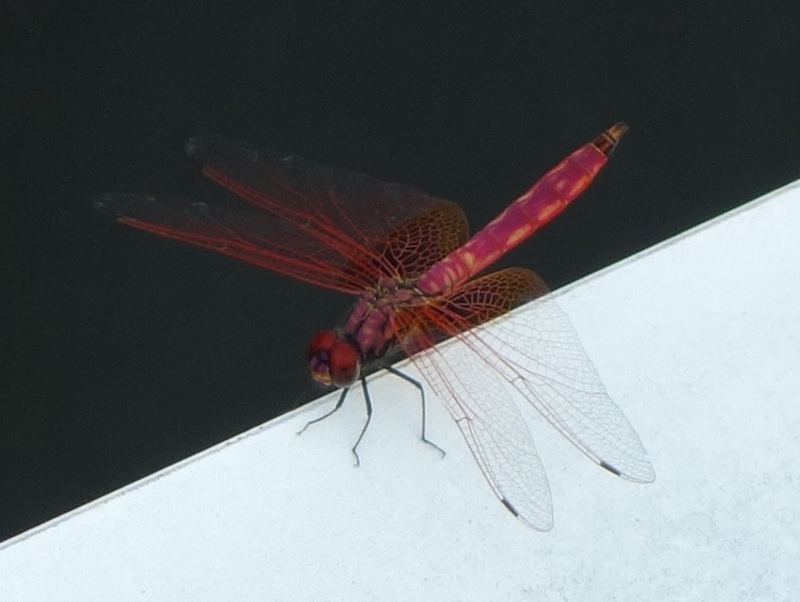 ショウジョウトンボ