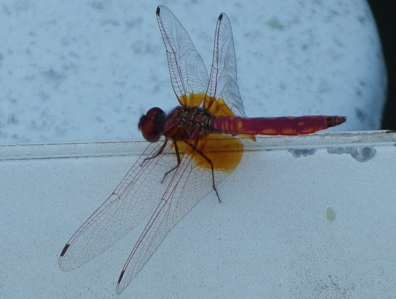 ショウジョウトンボ