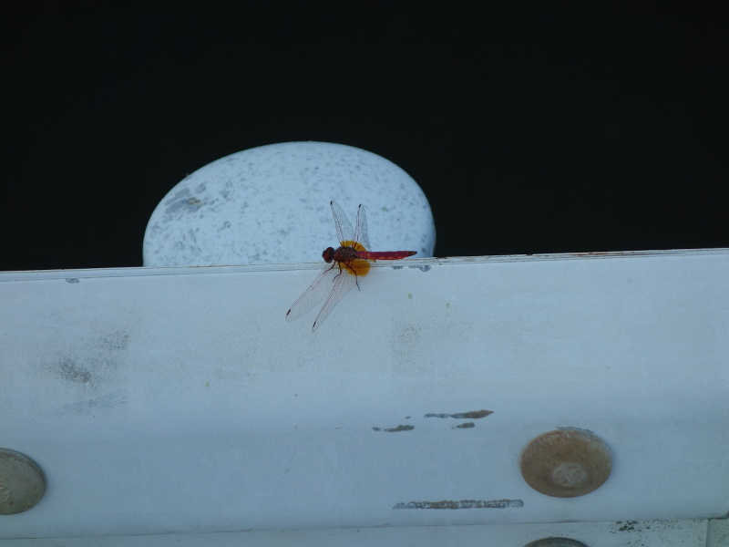 ショウジョウトンボ