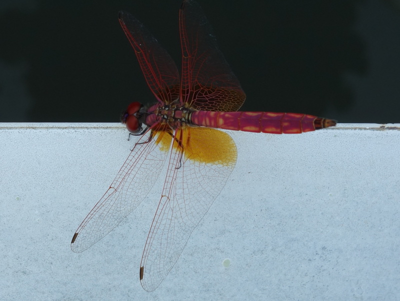 ショウジョウトンボ