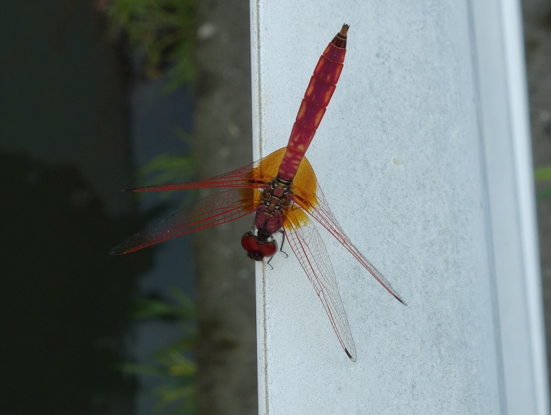 ショウジョウトンボ