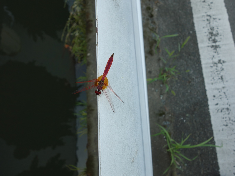 ショウジョウトンボ