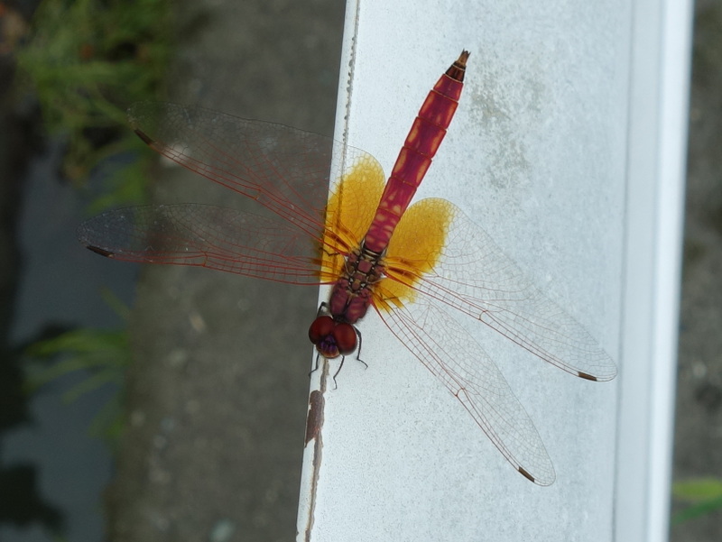 ショウジョウトンボ