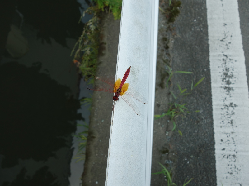 ショウジョウトンボ